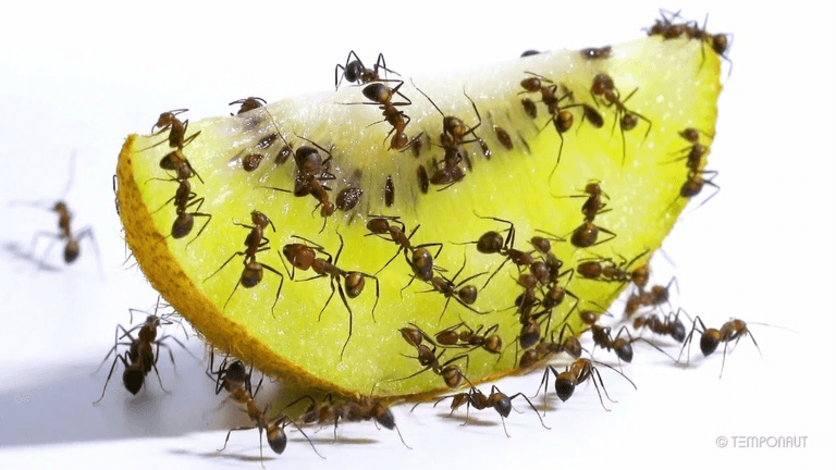 Ants Eat Everything