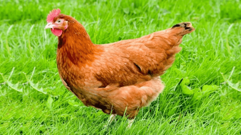 Chicken🐔